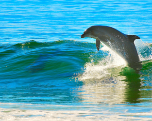 Ocean Wildlife